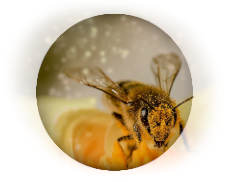 Pollen und Kreuzallergien mit unseren Food Secrets und einer angepassten Ernährung bekämpfen!