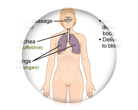 Find foods that support your respiration (respiratory system).