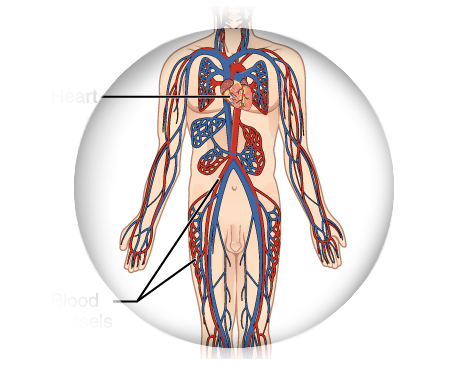 Find foods that support your cardiovascular system and its organs.