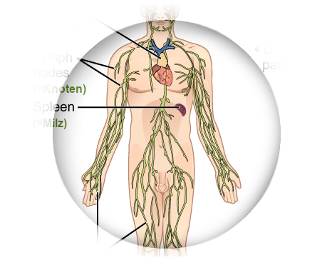 Find foods that support your lymphatic system and its organs.