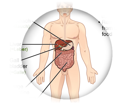 Find foods that support your digestion (digestive system).