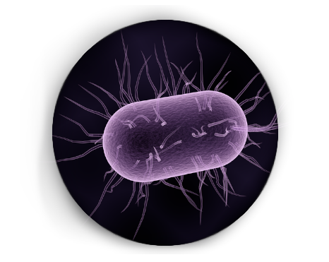 Trouver des aliments antimicrobiens naturels Aliments antimicrobiens naturels