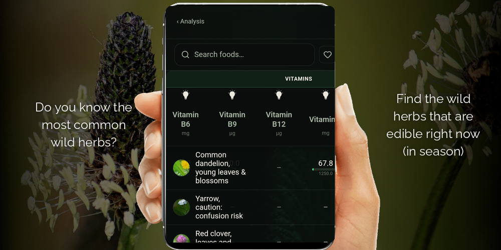 Edible wild herbs mobile app - find wild herbs and seasonal foods