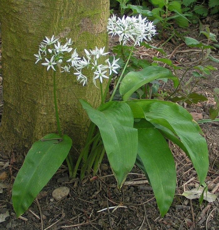 Bärlauch (Allium ursinum) bestimmen – März–Juni, essbar: junge Blätter vor der Blüte