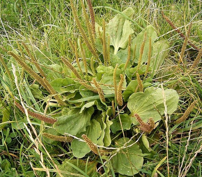Breitwegerich (Plantago major) bestimmen – April–November, essbar: junge Blätter