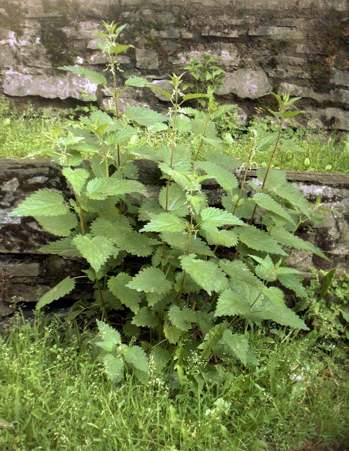 Grosse Brennnessel (Urtica dioica) bestimmen – April–November, essbar: junge Blätter vor der Blüte