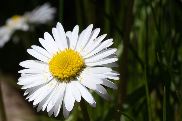 Gänseblümchen (Bellis perennis) bestimmen – März–Dezember, essbar: Blätter und Blüten