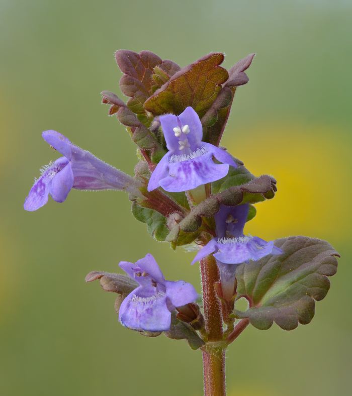 Gewöhnlicher Gundermann (Glechoma hederacea) bestimmen – März–Oktober, essbar: Blätter vor der Blüte