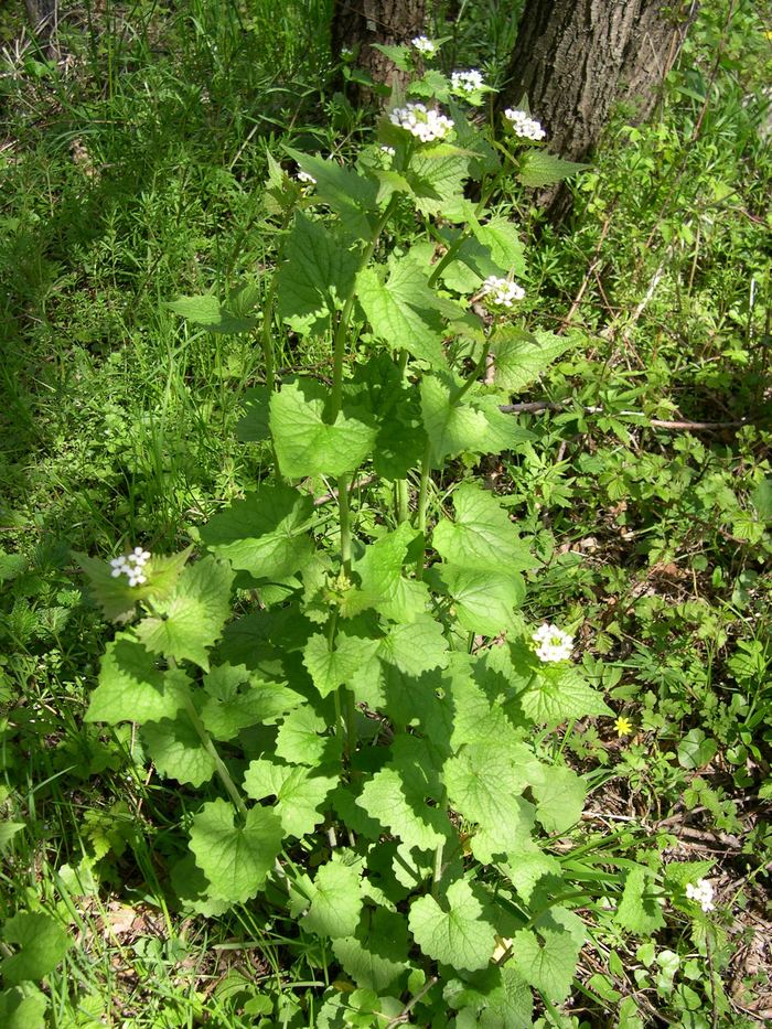Knoblauchsrauke (Alliaria petiolata) bestimmen – März–Juni, essbar: Blätter