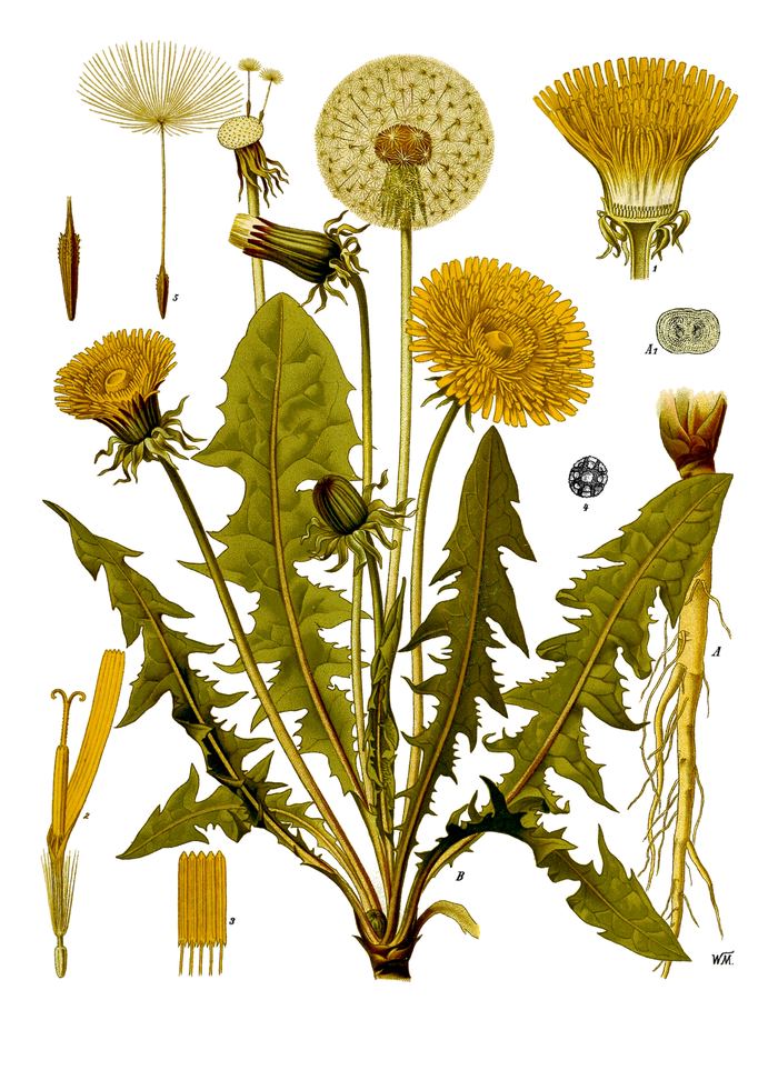 Gewöhnlicher Löwenzahn (Taraxacum officinale) bestimmen – März–Dezember, essbar: junge Blätter und Blüten