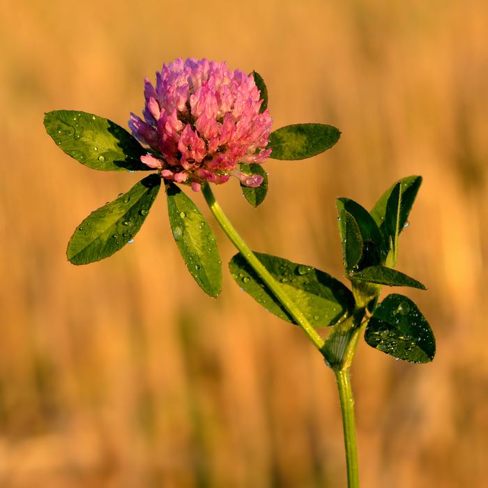 Rotklee (Trifolium pratense) bestimmen – Mai–Oktober, essbar: Blätter und Blüten