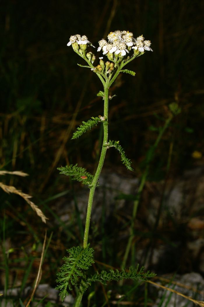 Schafgarbe (Achillea millefolium) bestimmen – Februar–November, essbar: Blätter und Blüten