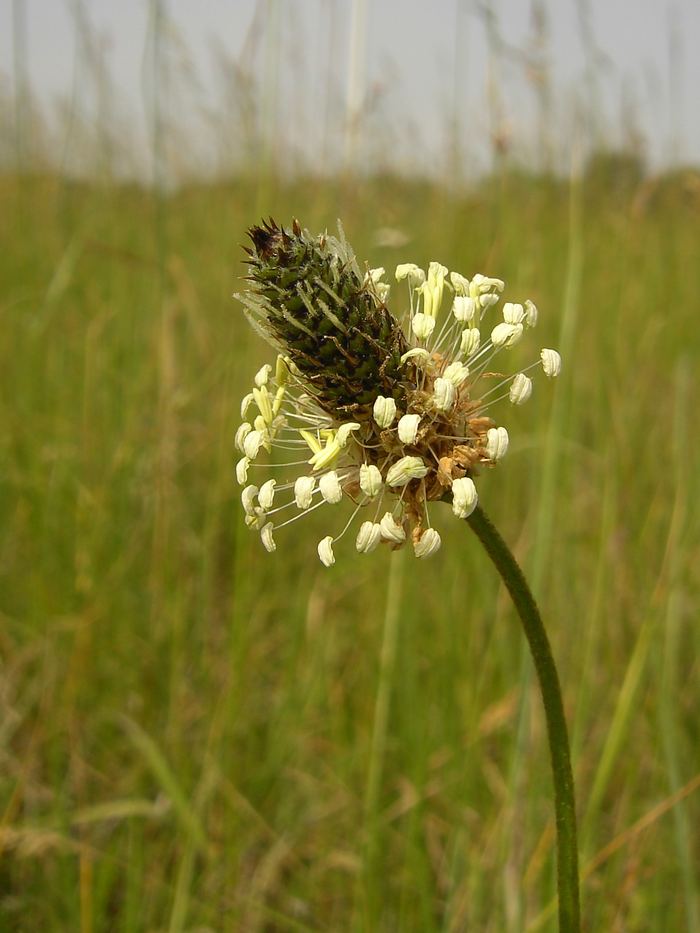Spitzwegerich (Plantago lanceolata) bestimmen – April–Dezember, essbar: Blätter