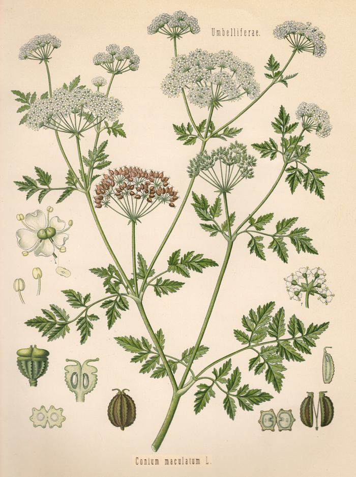 Gefleckter Schierling (Conium maculatum) – giftige Verwechslung mit Schafgarbe und Wiesenkerbel