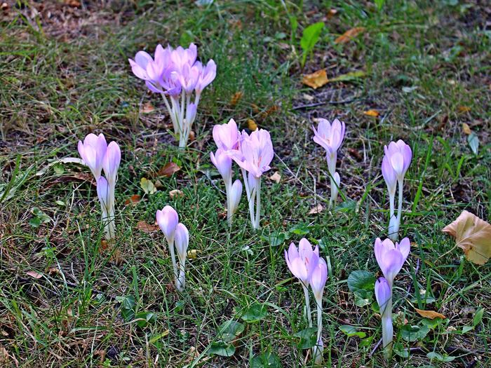Herbstzeitlose (Colchicum autumnale) – giftige Verwechslung mit Bärlauch