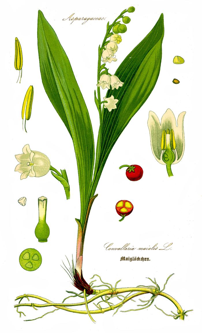 Maiglöckchen (Convallaria majalis) – giftige Verwechslung mit Bärlauch