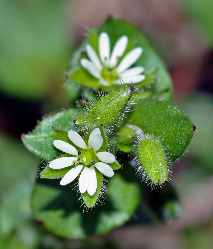 Vogelmiere (Stellaria media) bestimmen – März–Dezember, essbar: ganze Pflanze vor der Blüte