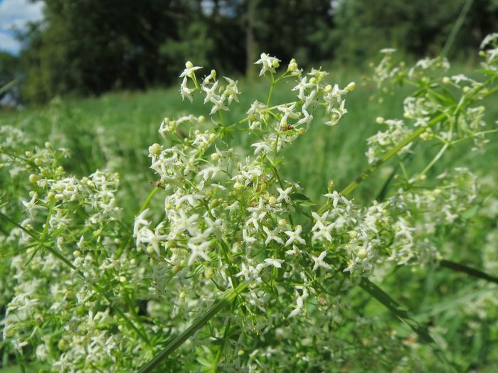 Wiesen-Labkraut (Galium mollugo) bestimmen – April–Oktober, essbar: Triebe und Blätter